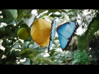 Butterfly 3d by antonio peres