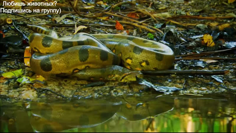 Амазонка плавающий лес | неизведанные острова