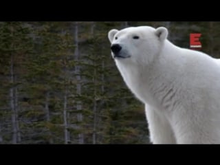 Городок полярных медведей 1 й сезон 6 я серия из 12 ти улоа или ловушка / polar bear town (2015)