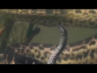 Anaconda gives birth to 3 baby anacondas