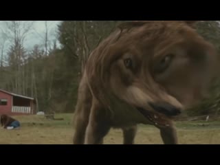 Webm <цитаты волка>