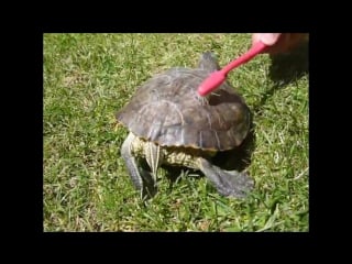 Tortoise satisfaction