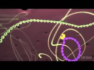 Hiv life cycle how hiv infects a cell and replicates itself using reverse transcriptase hiv life cycle how hiv infects a cel