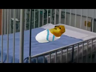 Life of cheems in russia / my jam