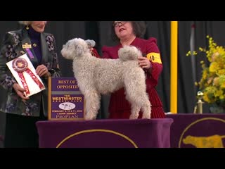 Пуми pumik breed judging 2020