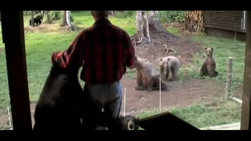 Про синюю лигу, медведи в магазине и команда супер героев