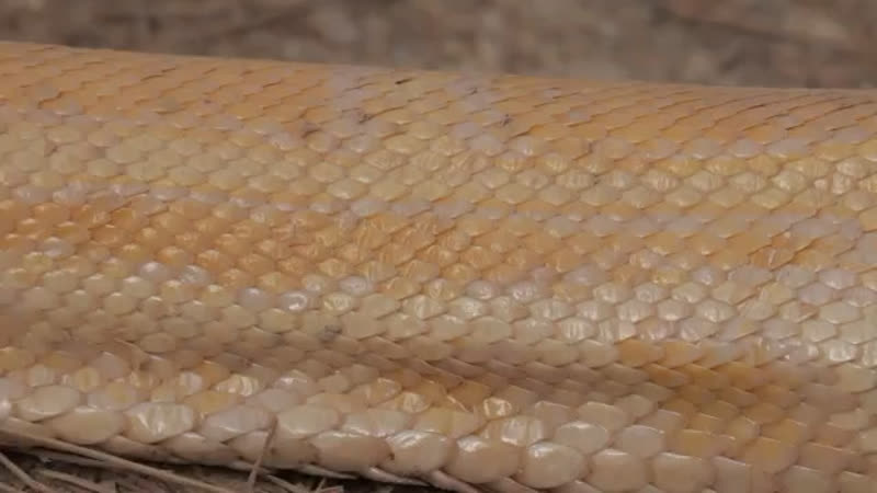 Deva porn video – One deva cassel in spain