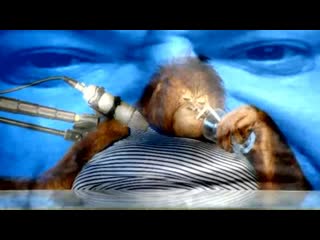 Orangutan asmr уронил планшет в унитаз