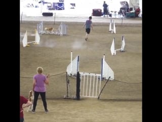 Whoa, that is one fast corgi!