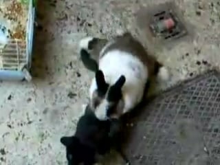 Rabbit fuck cat