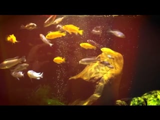 Приморск | malawi cichlids and ancistrus dolichopterus 13/12/2016