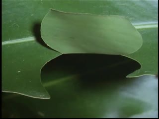 Caterpillar creating its own hut