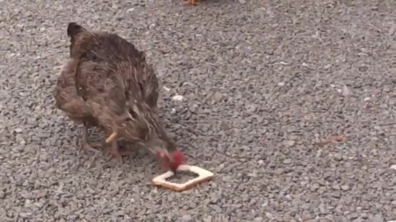 Признак достатка у петухов