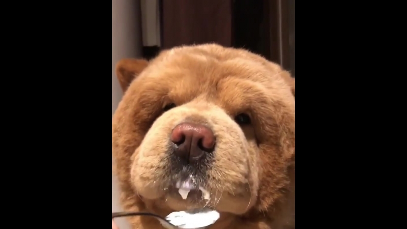 Молодые кормят с ложки