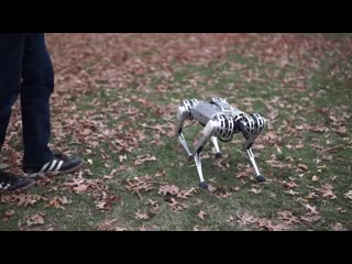 Backflipping mit mini cheetah