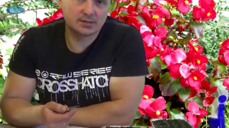 Вечноцветущая бегония аккуратная пикироа