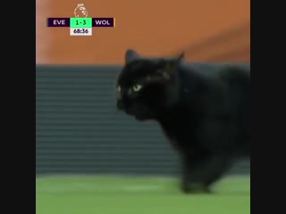 Happy caturday! a cat took a tour of the pitch during everton wolves, delaying the game for over two minutes