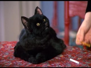 Salem saberhagen 2 2017 сэйлем сэйберхеген сэлем салем