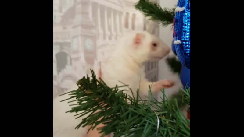 Хорек винтик дерется с елкой