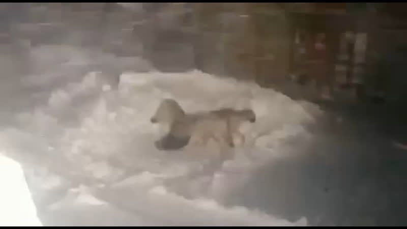 Волки загрызли молодые