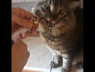 Ммм, лапочки оближешь!