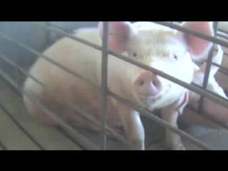 Mercy for porn pig sex at walmart supplier tyson