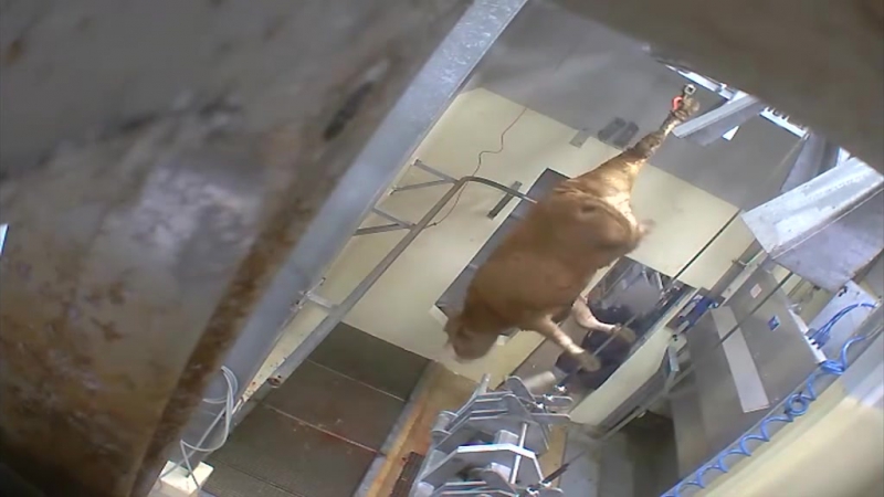 Зоозащитники добились закрытия скотобойни во франции после шокирующего видео