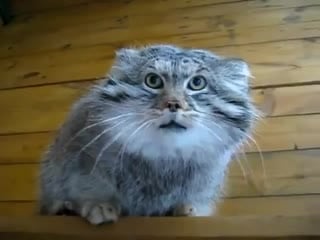 Thread манул рычит и шипит