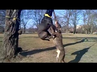 Amstaff vs rottweiler workout at home амстафф в с ротвейлер тренирои дома