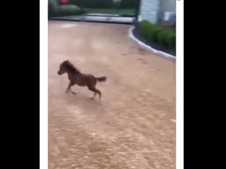 Коняшка развлекается