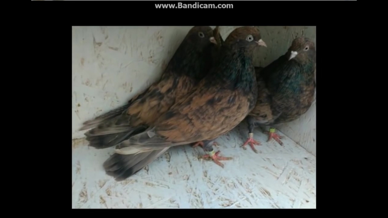 Николаевские голуби самые красивые фото 2