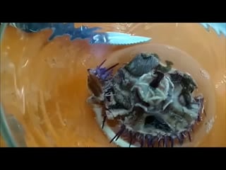 A film crew from the capital eats a sea urchin for the first time