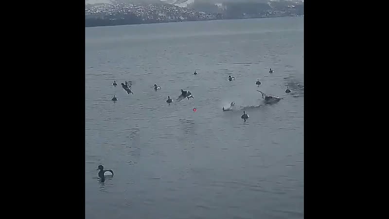 Шикарный налёт