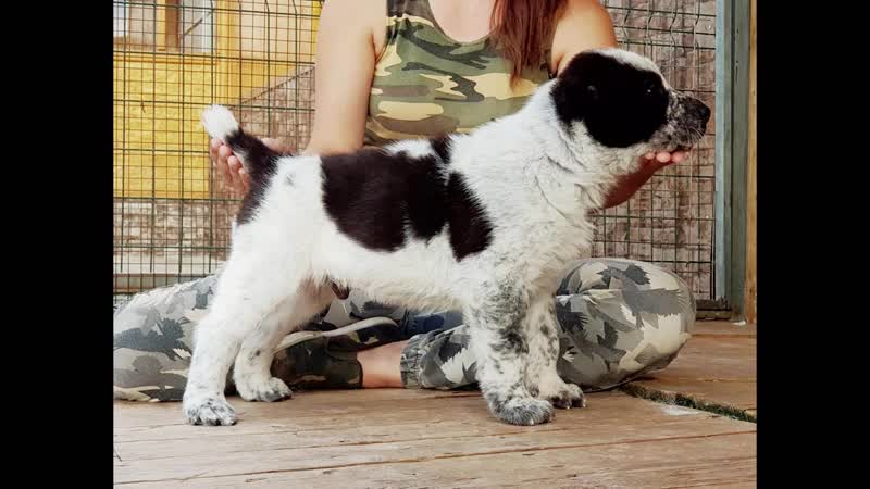 Щенок алабая мальчик дата рождения г