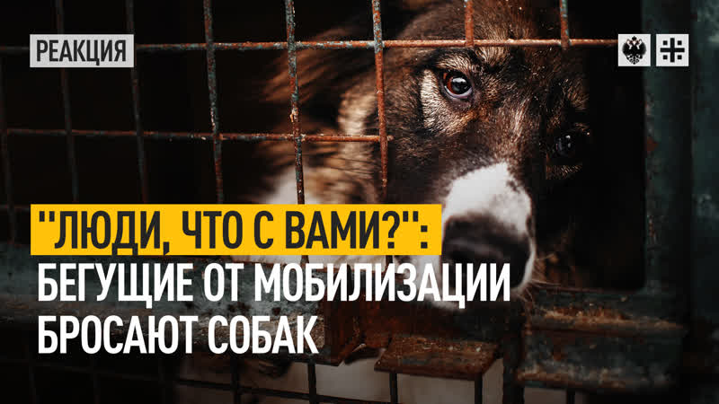 "люди, что с вами?" бегущие от мобилизации бросают молодые