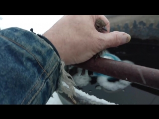 Мужчина спас примерзшего воробья, отогревая его своим дыханием