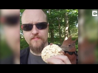 Man adopts red squirrel and takes it on walks