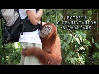 ✔📌 в объятиях орангутанга 🦧 орангутанг джунглях суматры ♛ 🦧🦍► природа ◄ ╬₪🐒🦧●👍🏻 прикольно