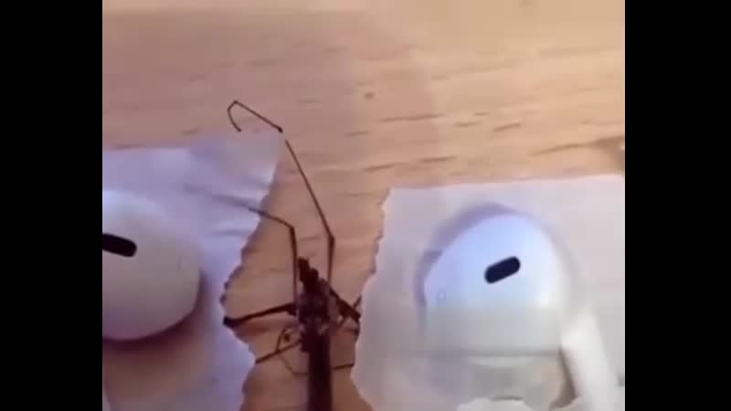 Жестокая пытка