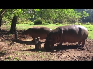 Hipos haller park, mombasa/kenya