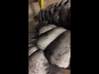 Chinchilla fur masturbation