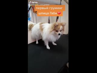 🐾первый груминг шпица габи🐾