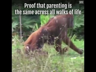 Mama orangutan