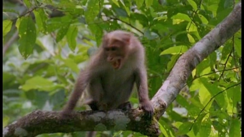 37 японская макака момо