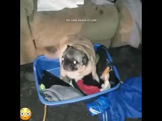 Pug vibing