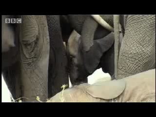 Baby elephants get hold of camera it's ele vision! bbc wildlife