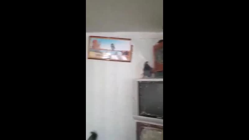 В первоуральске мужчина разместил голубятню в своей однушке
