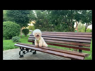 Bichon frise ellis, 18 years, tricks