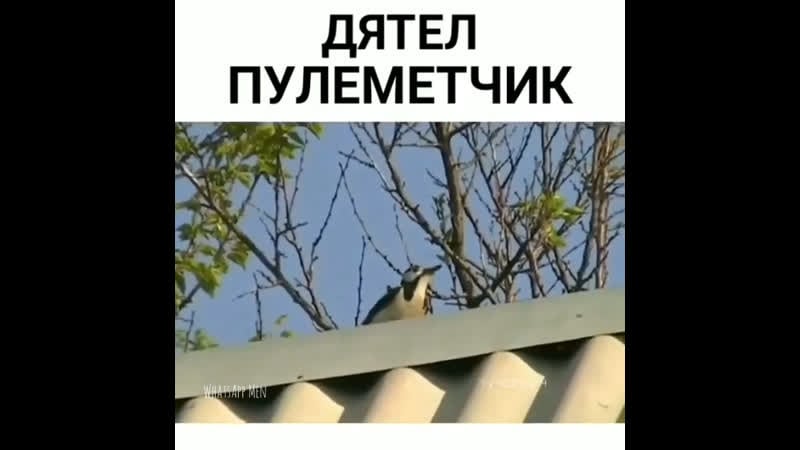 Дятел пулемётчик