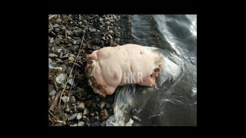 Харассмен | расчленил